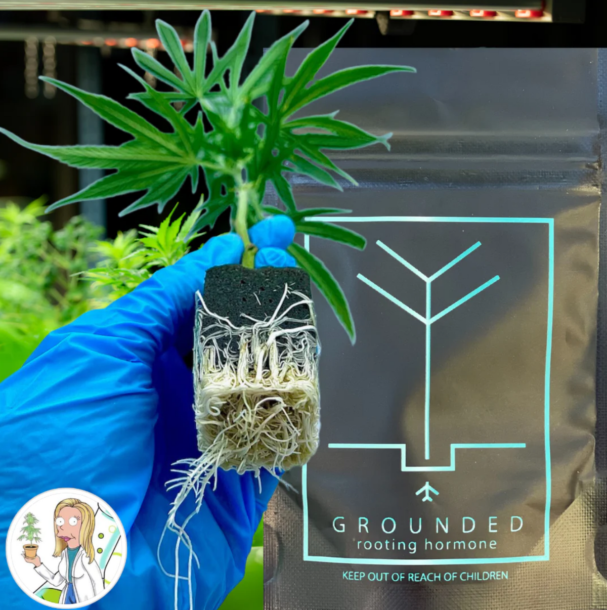 Grounded Rooting Hormone