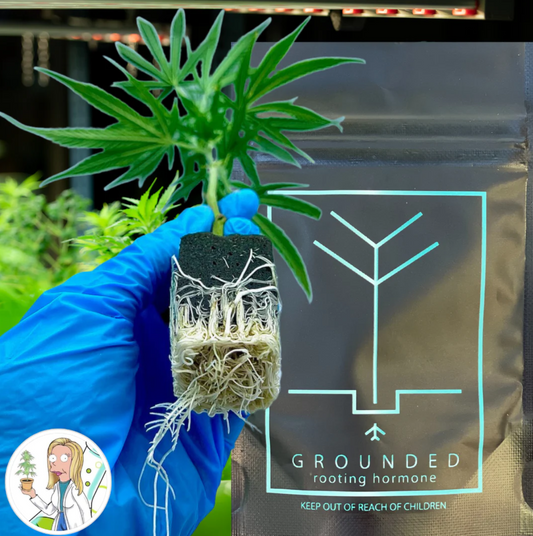 Grounded Rooting Hormone